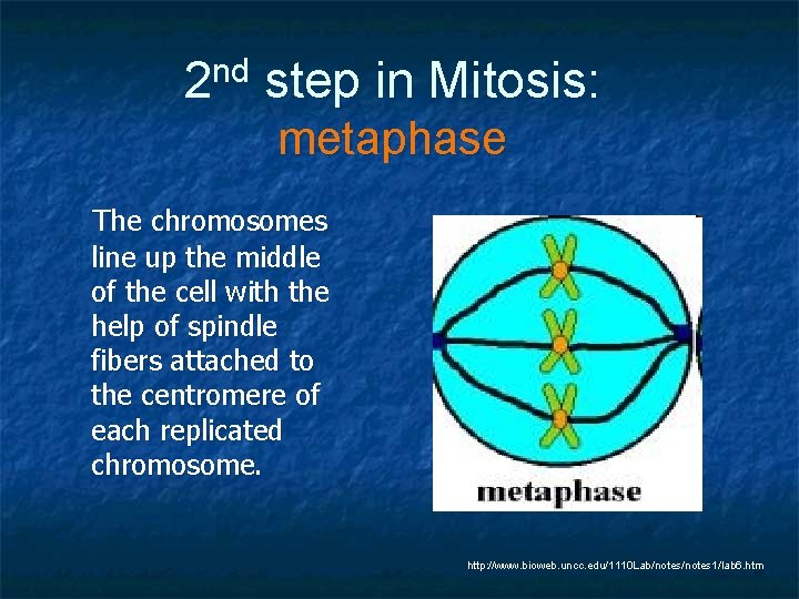 2 nd step in Mitosis: metaphase The chromosomes line up the middle of the