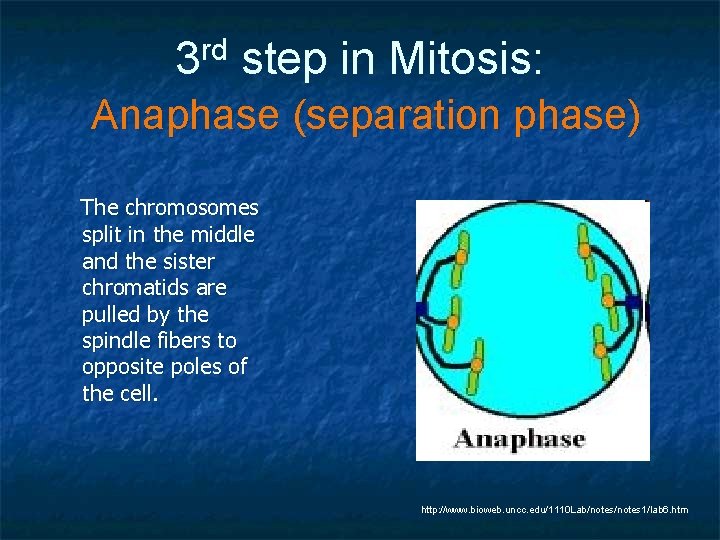 rd 3 step in Mitosis: Anaphase (separation phase) The chromosomes split in the middle