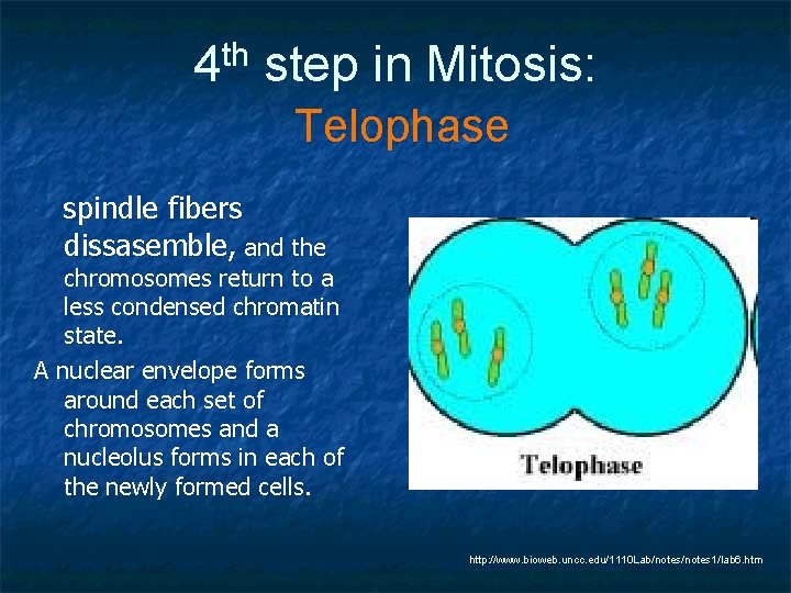 th 4 step in Mitosis: Telophase spindle fibers dissasemble, and the chromosomes return to