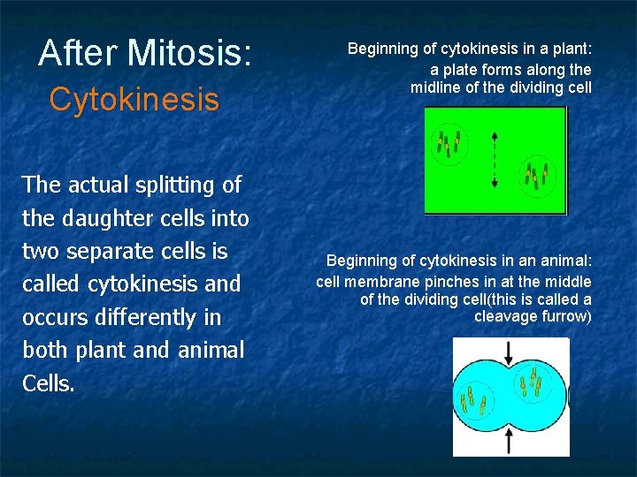 After Mitosis: Cytokinesis The actual splitting of the daughter cells into two separate cells