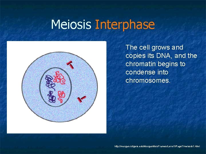 Meiosis Interphase The cell grows and copies its DNA, and the chromatin begins to