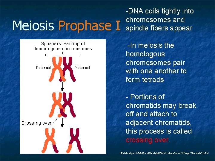 Meiosis Prophase I -DNA coils tightly into chromosomes and spindle fibers appear -In meiosis