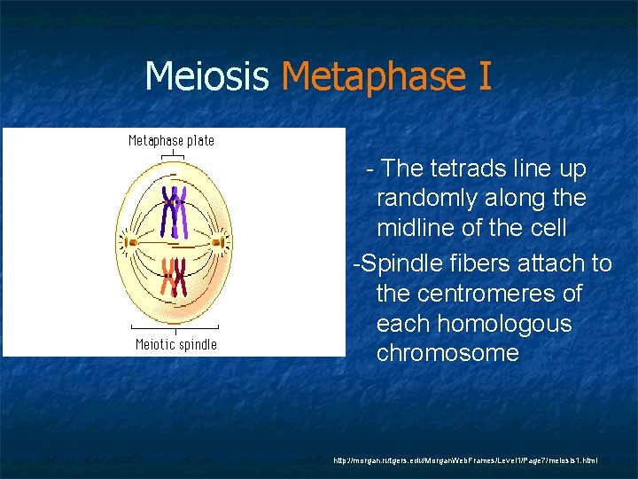 Meiosis Metaphase I - The tetrads line up randomly along the midline of the