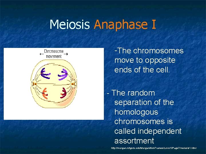 Meiosis Anaphase I -The chromosomes move to opposite ends of the cell. - The