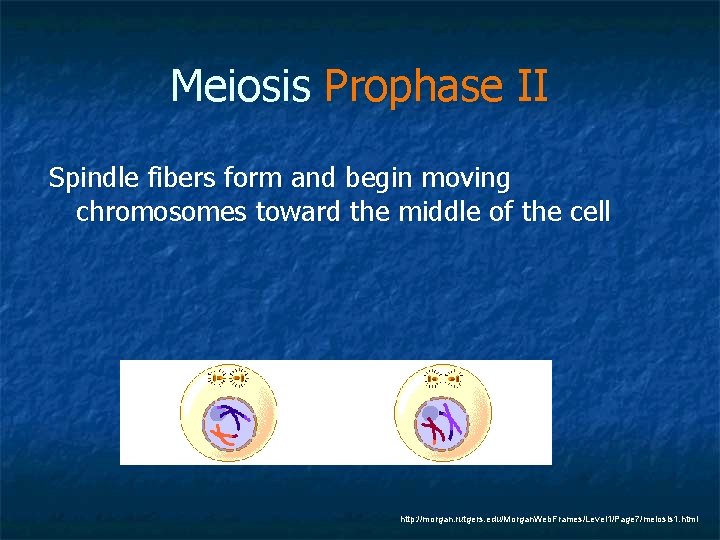 Meiosis Prophase II Spindle fibers form and begin moving chromosomes toward the middle of