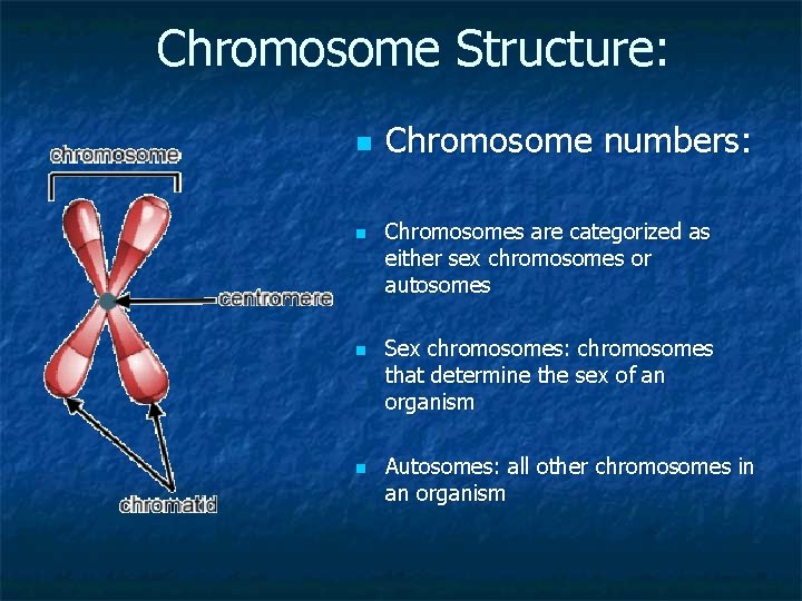 Chromosome Structure: n n Chromosome numbers: Chromosomes are categorized as either sex chromosomes or