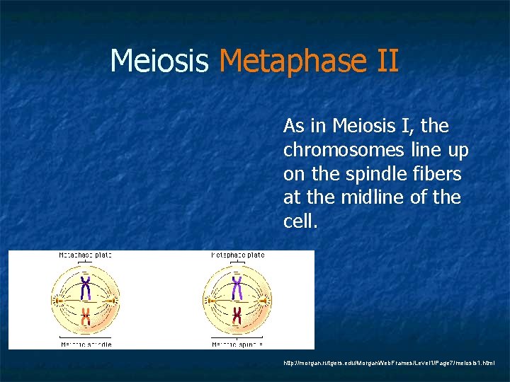 Meiosis Metaphase II As in Meiosis I, the chromosomes line up on the spindle