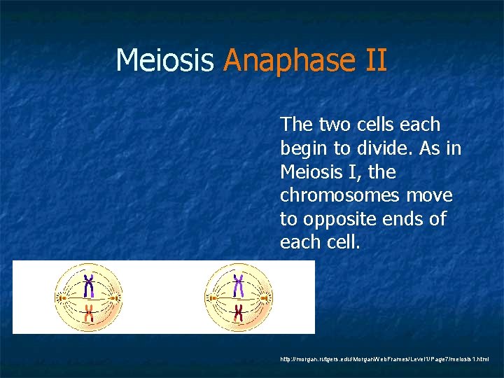 Meiosis Anaphase II The two cells each begin to divide. As in Meiosis I,