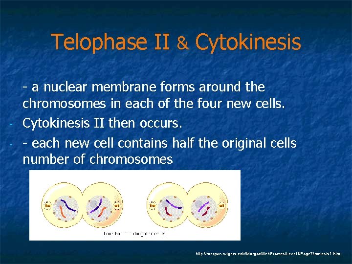 Telophase II & Cytokinesis - - a nuclear membrane forms around the chromosomes in