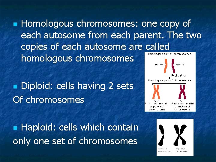 n Homologous chromosomes: one copy of each autosome from each parent. The two copies