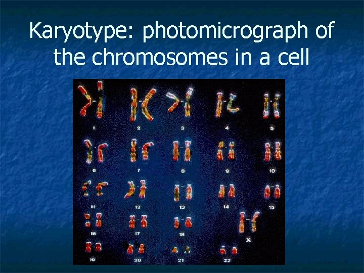 Karyotype: photomicrograph of the chromosomes in a cell 