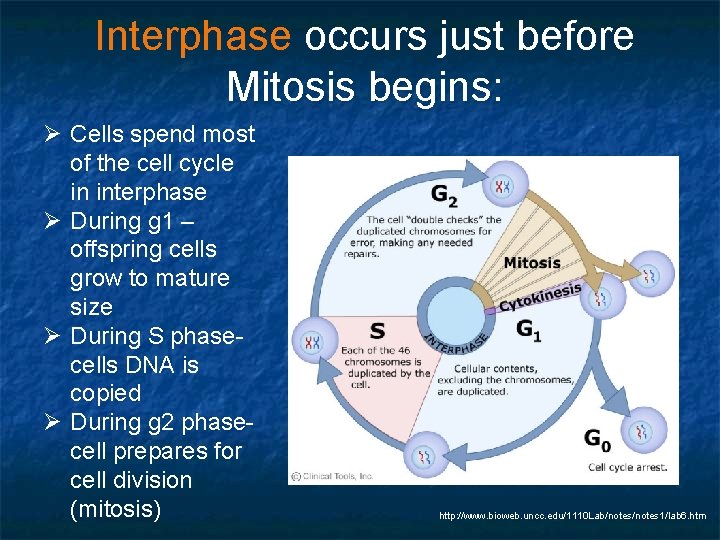 Interphase occurs just before Mitosis begins: Ø Cells spend most of the cell cycle