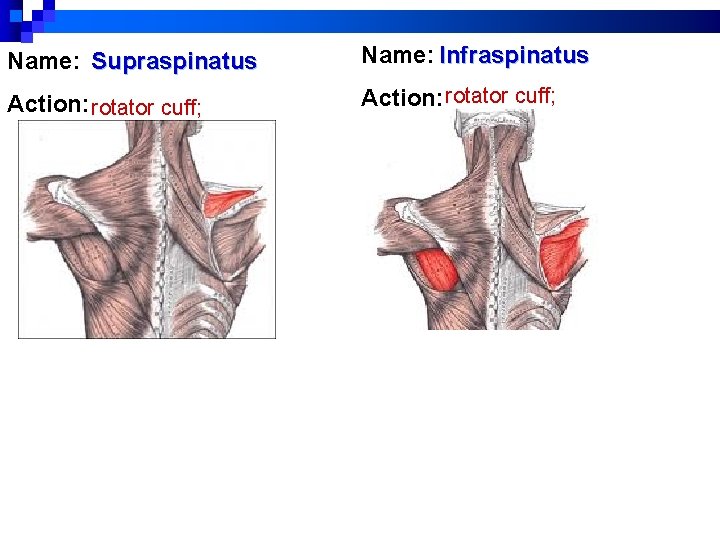 Name: Supraspinatus Name: Infraspinatus Action: rotator cuff; Name: Supraspinatus Name: Infraspinatus Action: rotator cuff;