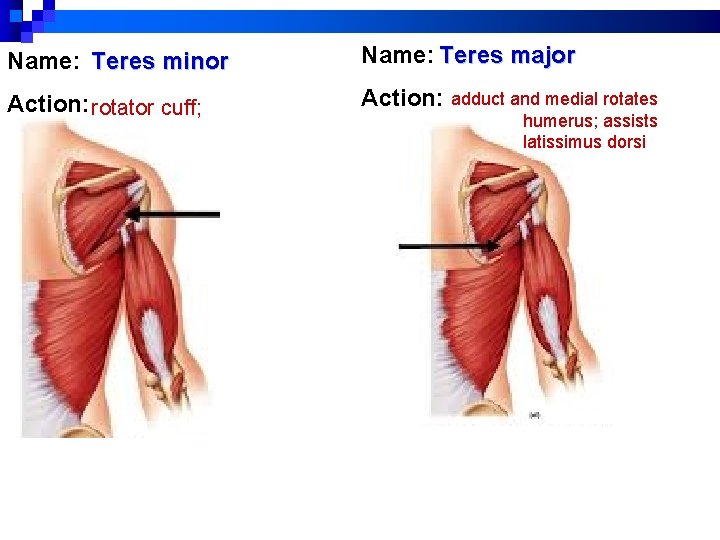 Name: Teres minor Name: Teres major Action: rotator cuff; Action: adduct and medial rotates Name: Teres minor Name: Teres major Action: rotator cuff; Action: adduct and medial rotates