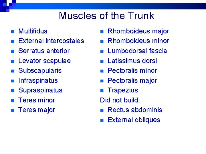 Muscles of the Trunk n n n n n Multifidus External intercostales Serratus anterior Muscles of the Trunk n n n n n Multifidus External intercostales Serratus anterior