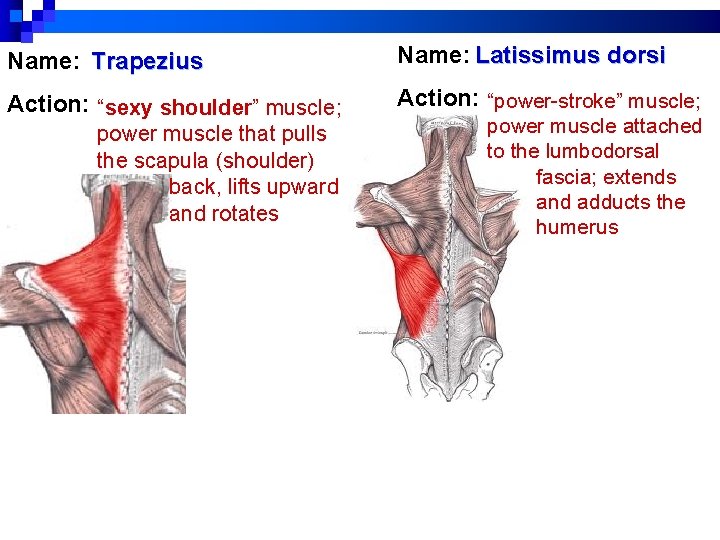 Name: Trapezius Name: Latissimus dorsi Action: “sexy shoulder” muscle; Action: “power-stroke” muscle; power muscle Name: Trapezius Name: Latissimus dorsi Action: “sexy shoulder” muscle; Action: “power-stroke” muscle; power muscle