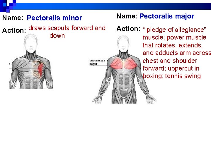 Name: Pectoralis minor Name: Pectoralis major Action: draws scapula forward and Action: “ pledge Name: Pectoralis minor Name: Pectoralis major Action: draws scapula forward and Action: “ pledge