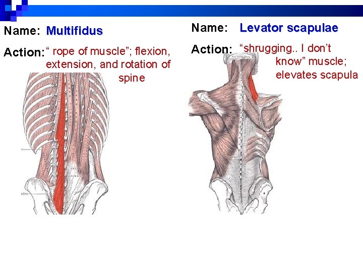 Name: Multifidus Name: Levator scapulae Action: “ rope of muscle”; flexion, Action: “shrugging. . Name: Multifidus Name: Levator scapulae Action: “ rope of muscle”; flexion, Action: “shrugging. .