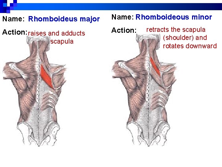 Name: Rhomboideus major Name: Rhomboideous minor Action: raises and adducts Action: scapula retracts the Name: Rhomboideus major Name: Rhomboideous minor Action: raises and adducts Action: scapula retracts the