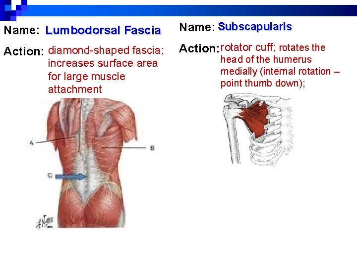Name: Lumbodorsal Fascia Name: Subscapularis Action: diamond-shaped fascia; Action: rotator cuff; rotates the increases Name: Lumbodorsal Fascia Name: Subscapularis Action: diamond-shaped fascia; Action: rotator cuff; rotates the increases