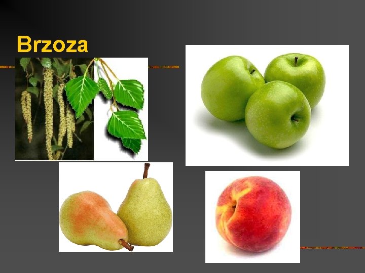 Brzoza 