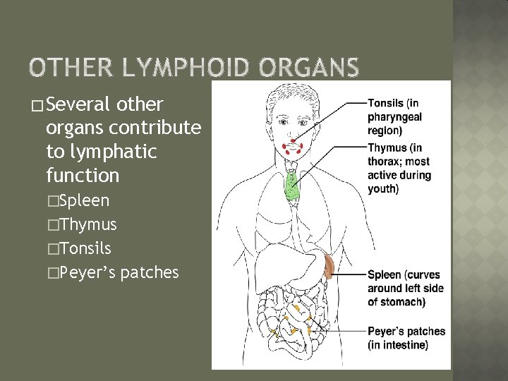 � Several other organs contribute to lymphatic function �Spleen �Thymus �Tonsils �Peyer’s patches 