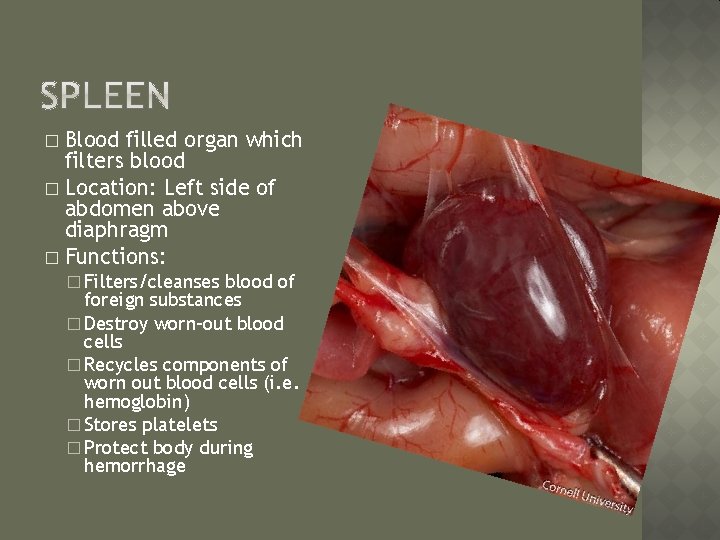 Blood filled organ which filters blood � Location: Left side of abdomen above diaphragm