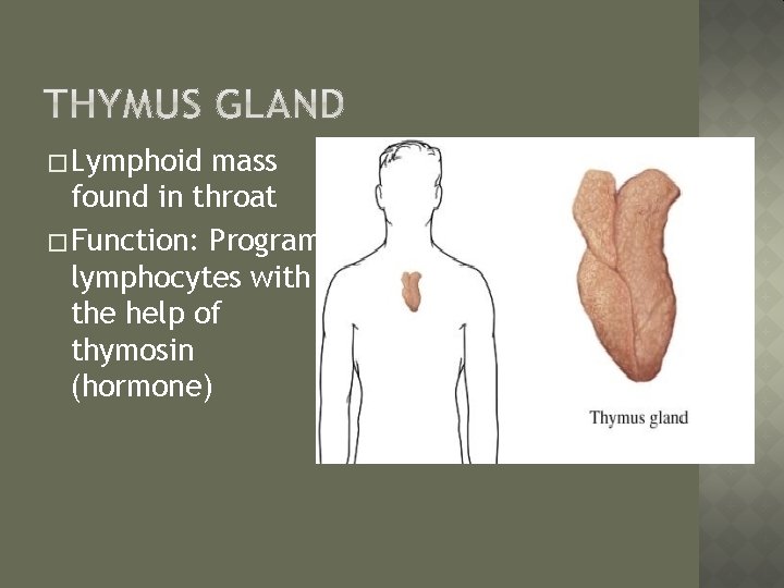 � Lymphoid mass found in throat � Function: Programs lymphocytes with the help of