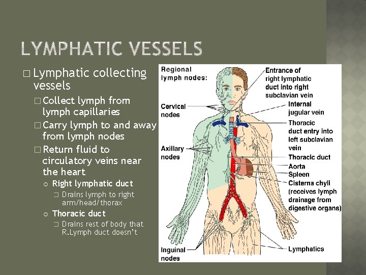 � Lymphatic vessels collecting � Collect lymph from lymph capillaries � Carry lymph to
