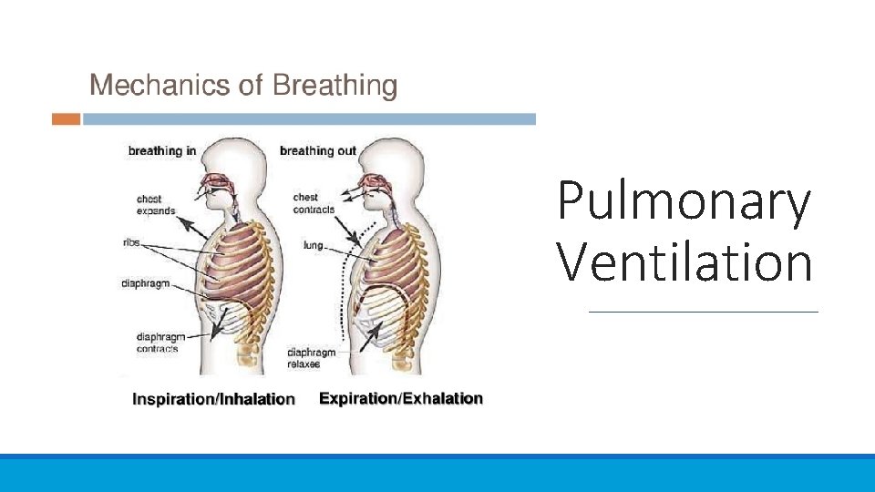 Pulmonary Ventilation 