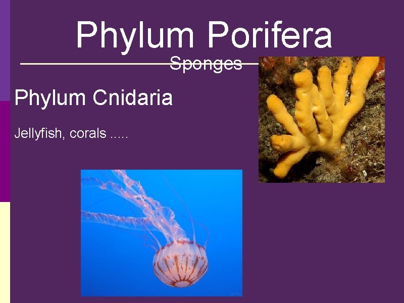Phylum Porifera Sponges Phylum Cnidaria Jellyfish, corals. . . 