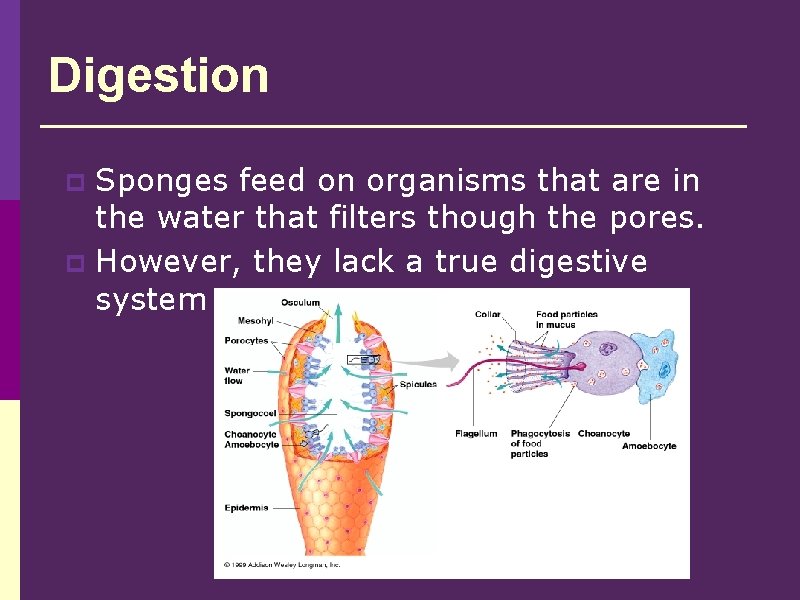 Digestion Sponges feed on organisms that are in the water that filters though the