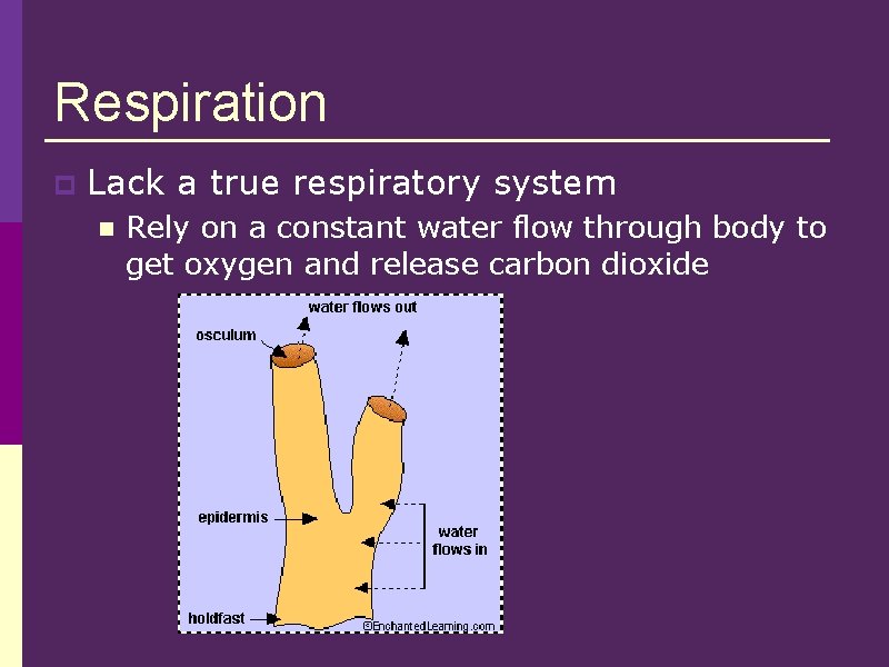 Respiration p Lack a true respiratory system n Rely on a constant water flow