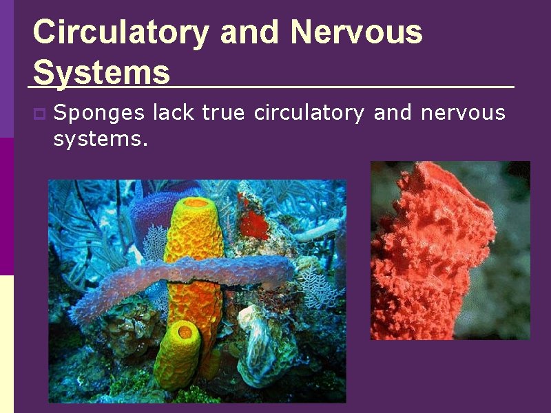 Circulatory and Nervous Systems p Sponges lack true circulatory and nervous systems. 
