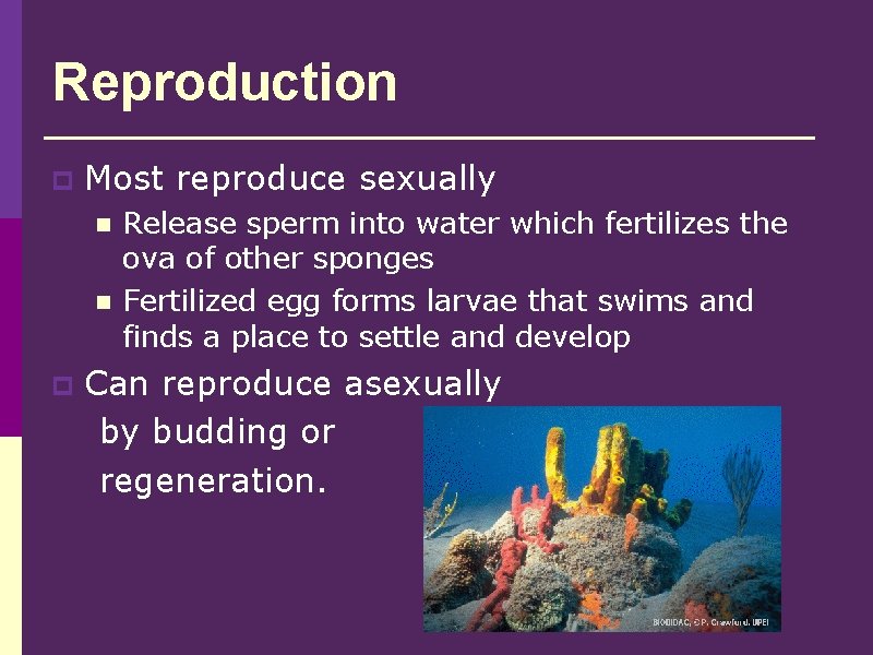 Reproduction p Most reproduce sexually n n p Release sperm into water which fertilizes