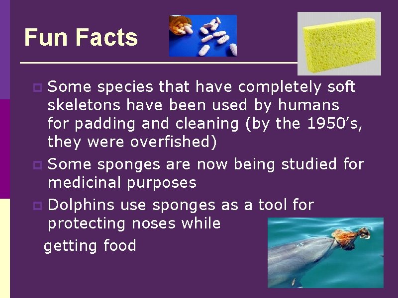 Fun Facts Some species that have completely soft skeletons have been used by humans