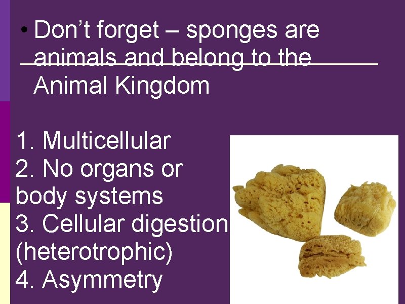  • Don’t forget – sponges are animals and belong to the Animal Kingdom