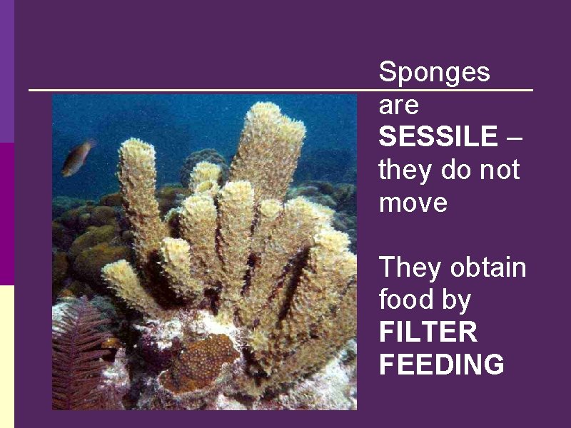 Sponges are SESSILE – they do not move They obtain food by FILTER FEEDING