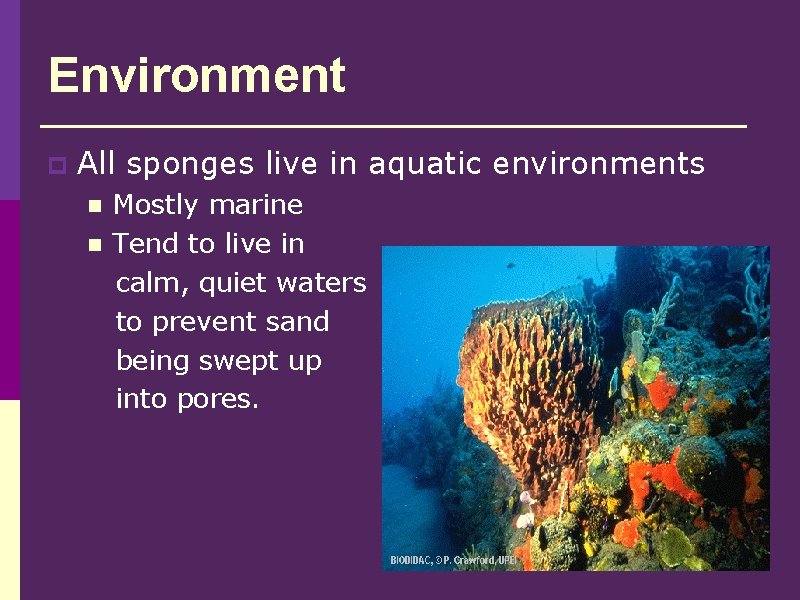 Environment p All sponges live in aquatic environments n n Mostly marine Tend to