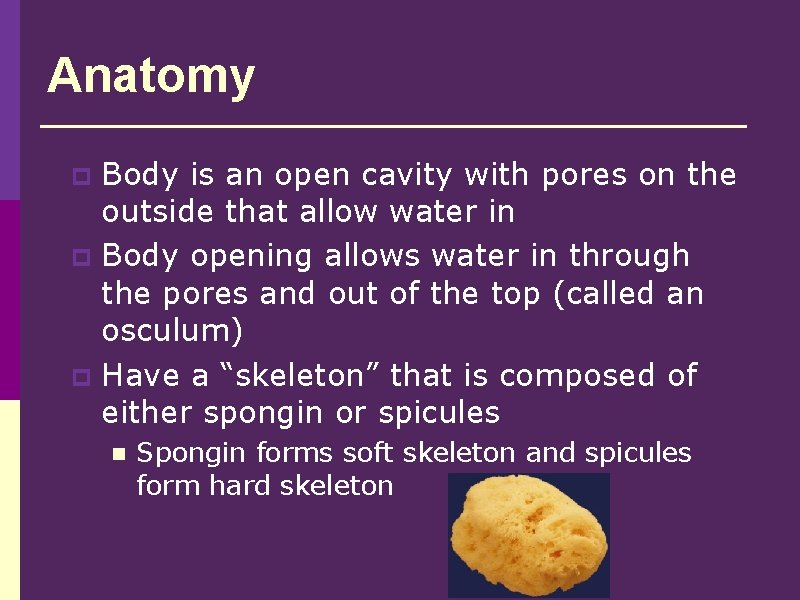 Anatomy Body is an open cavity with pores on the outside that allow water