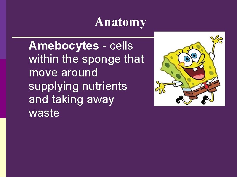 Anatomy Amebocytes - cells within the sponge that move around supplying nutrients and taking