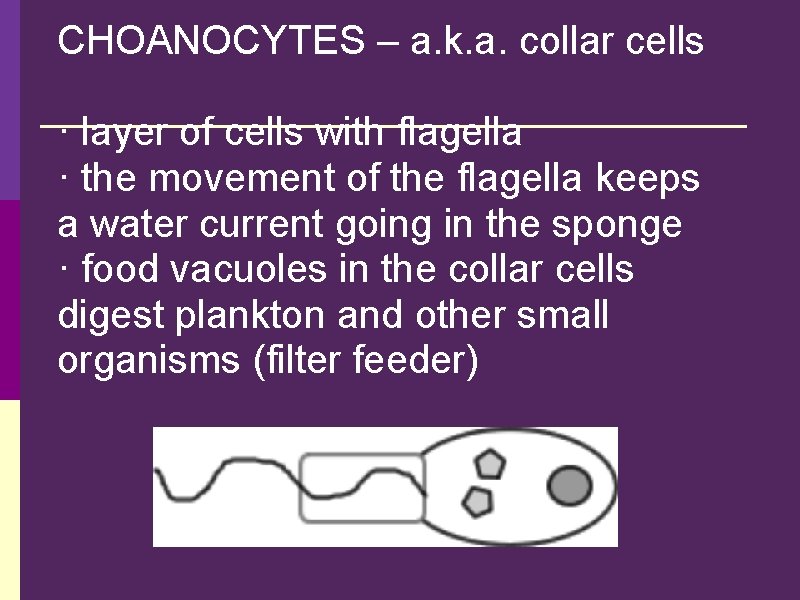 CHOANOCYTES – a. k. a. collar cells · layer of cells with flagella ·