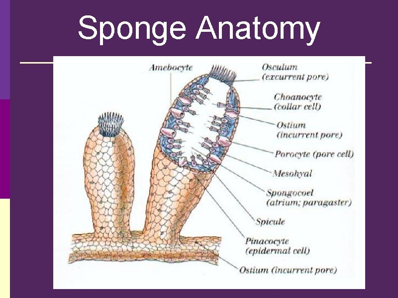 Sponge Anatomy 