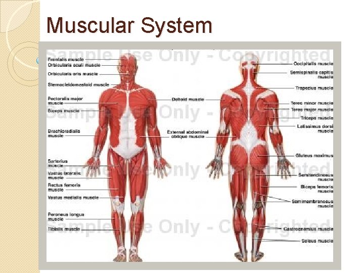 Muscular System 