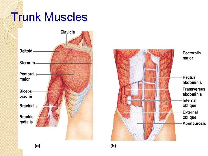 Trunk Muscles 