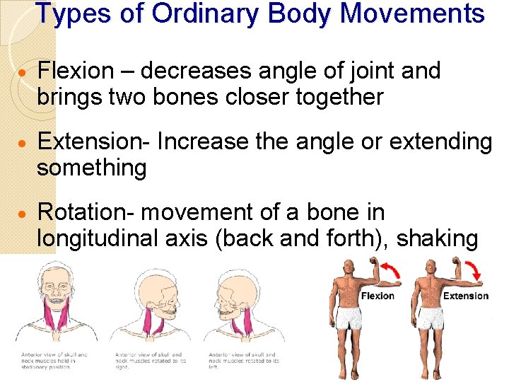 Types of Ordinary Body Movements · Flexion – decreases angle of joint and brings