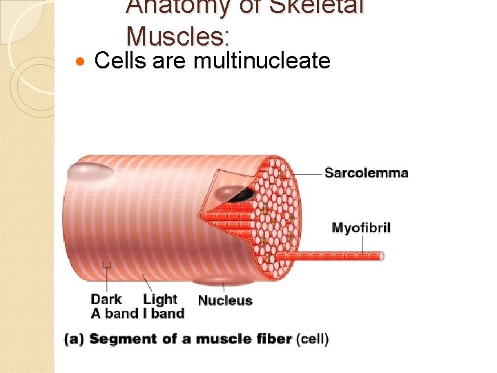 Anatomy of Skeletal Muscles: · Cells are multinucleate 