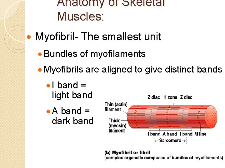 Anatomy of Skeletal Muscles: · Myofibril- The smallest unit · Bundles of myofilaments ·