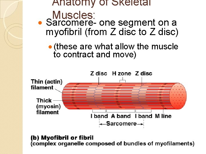 Anatomy of Skeletal Muscles: · Sarcomere- one segment on a myofibril (from Z disc