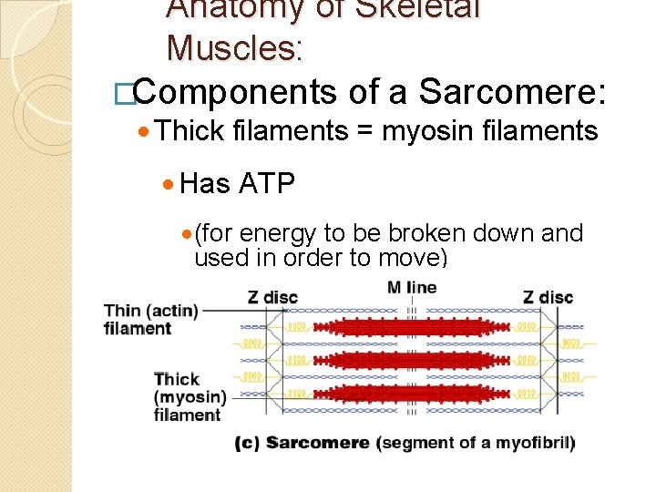 Anatomy of Skeletal Muscles: �Components of a Sarcomere: · Thick filaments = myosin filaments